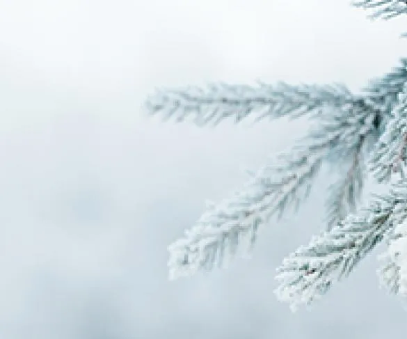 Part of fir tree outside covered in snow